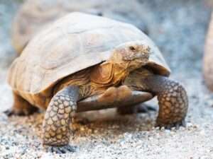 Tortoise Image